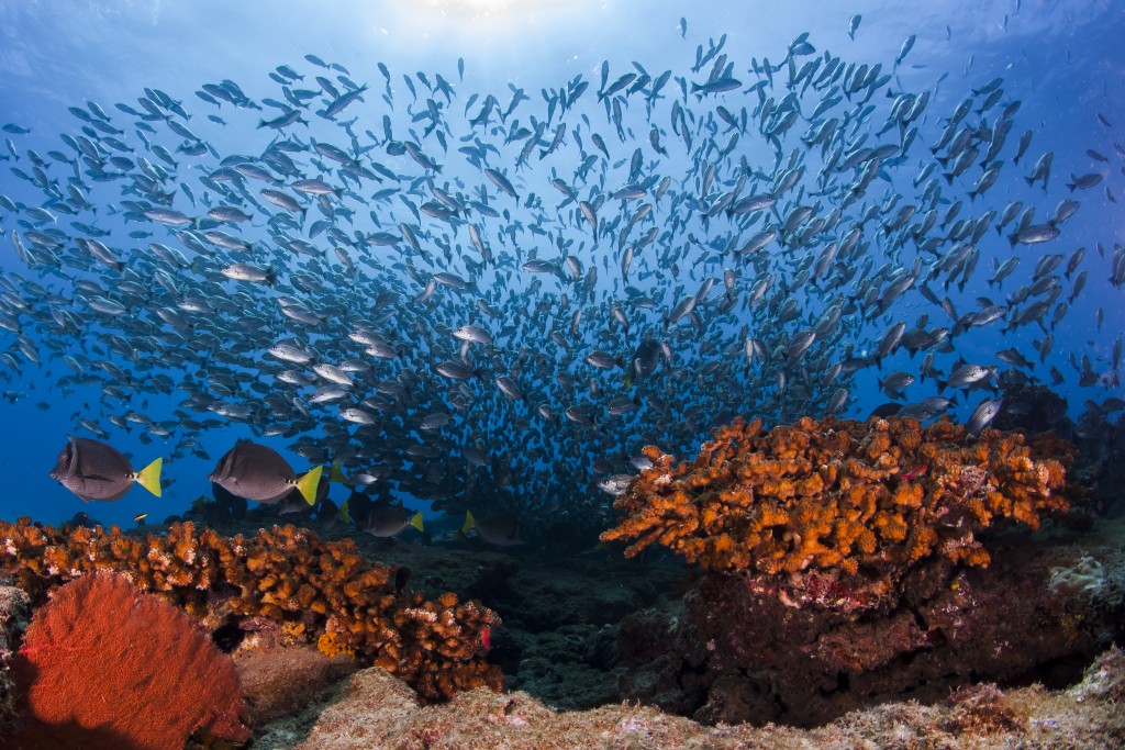 Mexico, Baja California, Sea of Cortez. Coral reefs and a school of fishes at natural protected reserve of Cabo Pulmo.